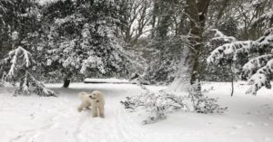 Sneeuwpret voor hond